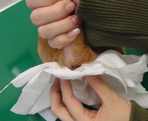 ティッシュを当てて