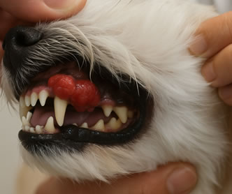 スケーリングの様子